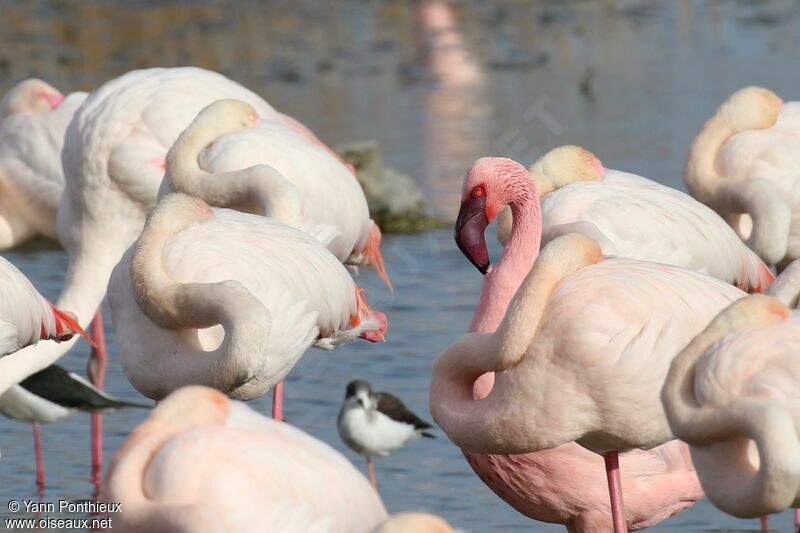 Lesser Flamingo