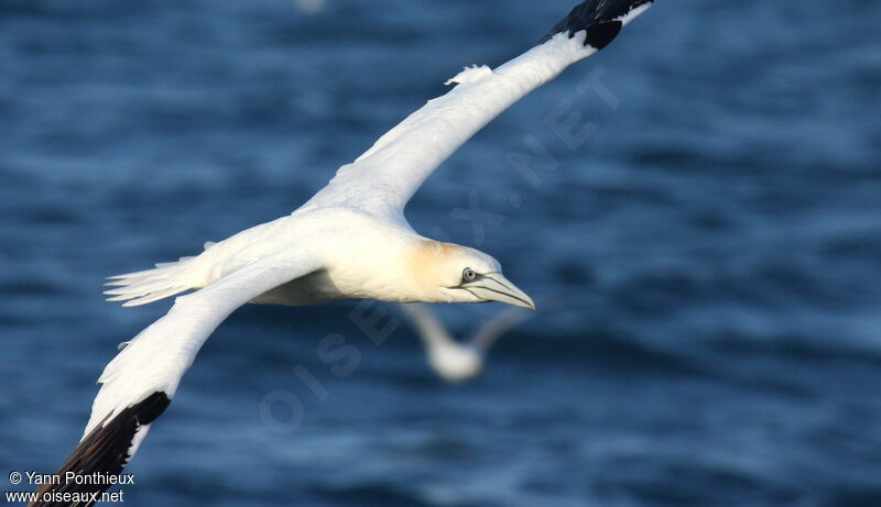 Northern Gannetadult post breeding