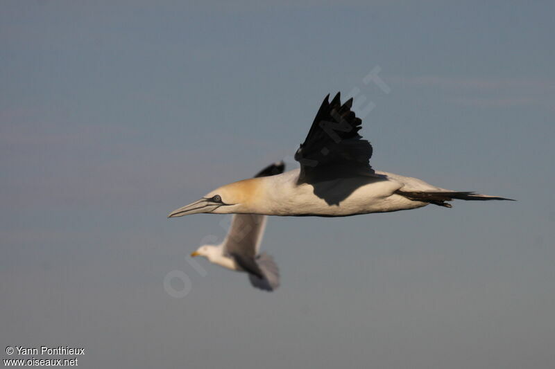 Northern Gannet