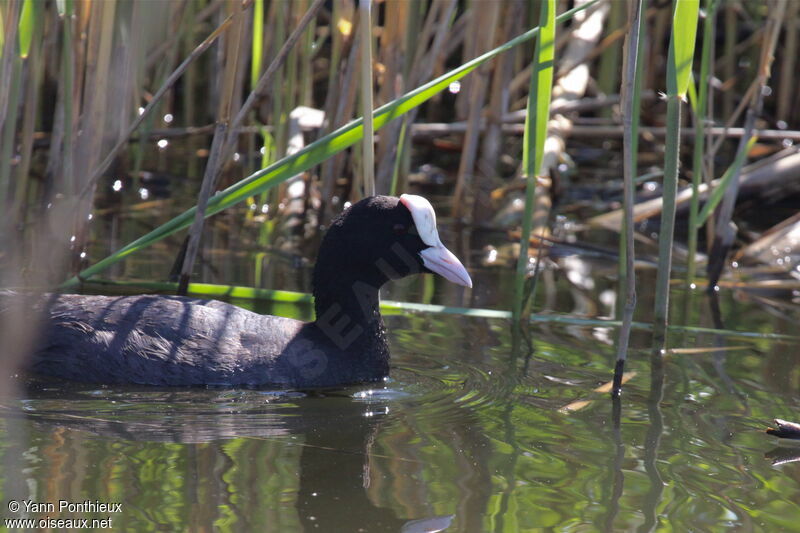 Eurasian Coot