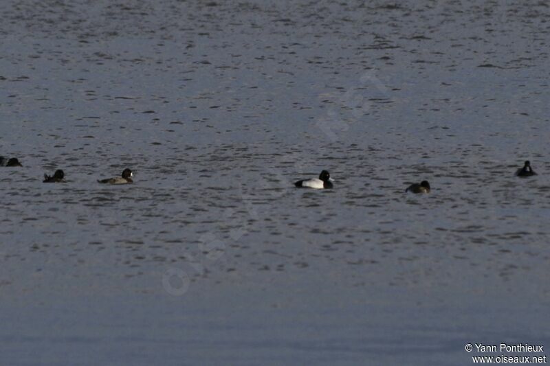 Lesser Scaup