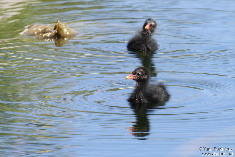 Common Moorhen