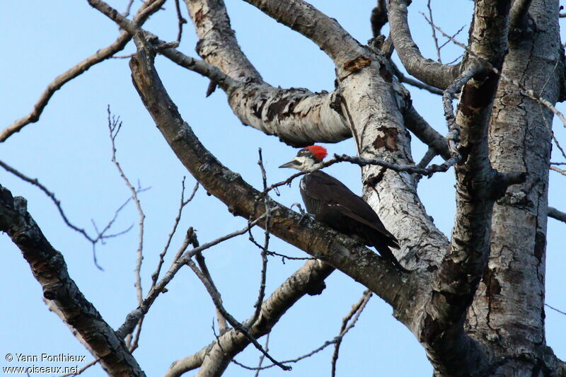 Pileated Woodpecker female