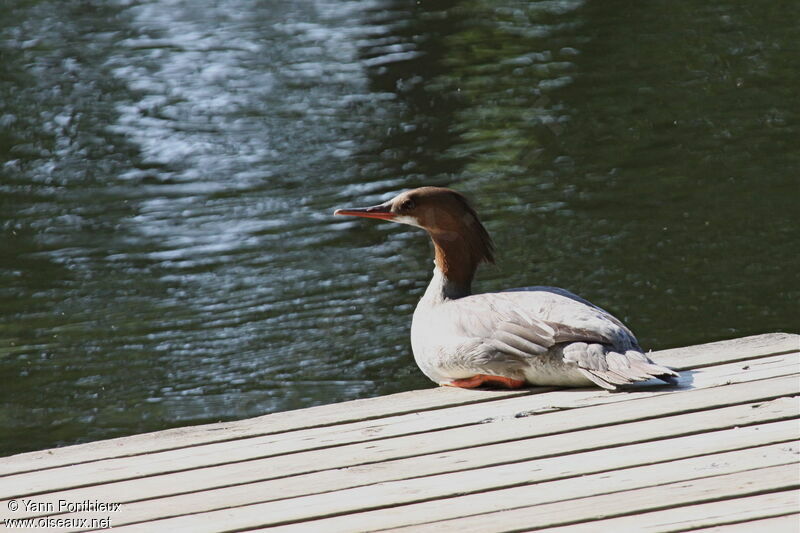 Common Merganser female adult breeding