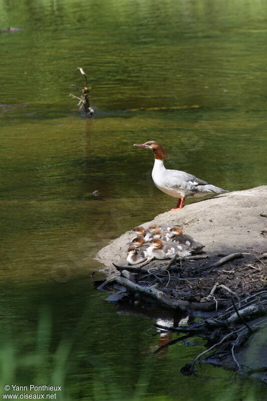 Common Merganser