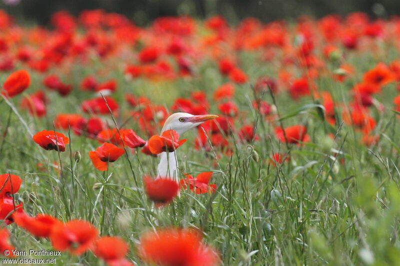 Western Cattle Egret