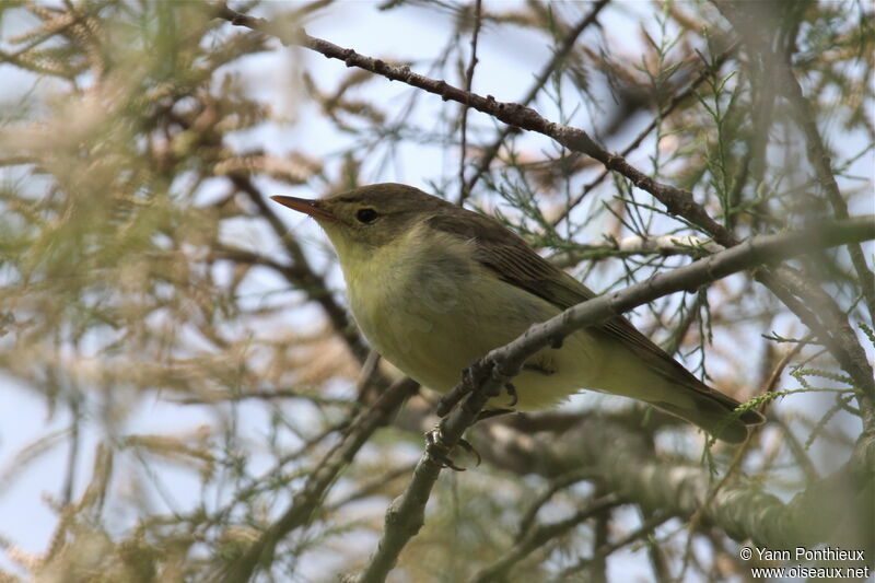 Icterine Warbler