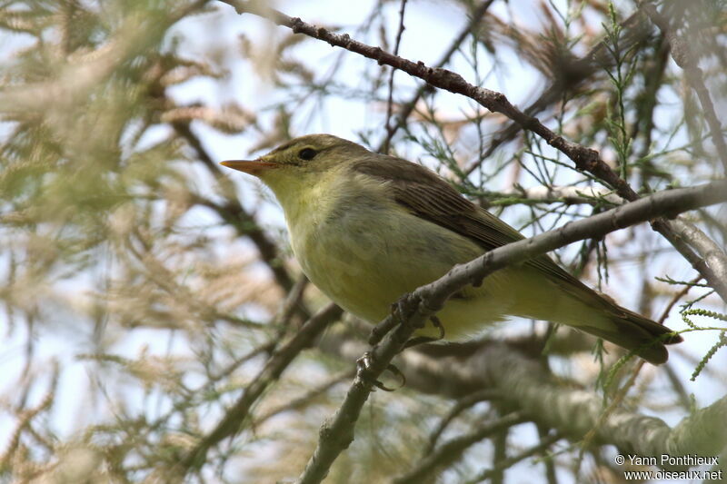 Icterine Warbler