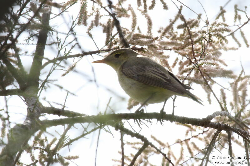 Icterine Warbler