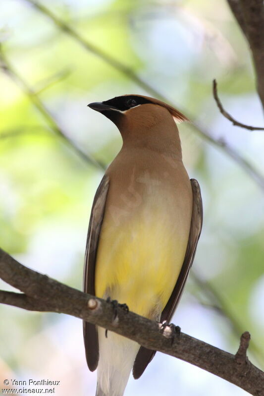 Cedar Waxwingadult breeding