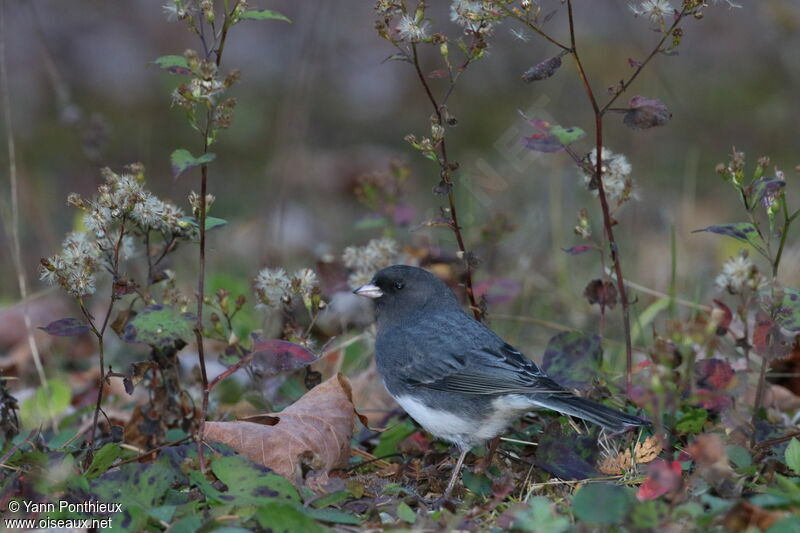 Junco ardoisé