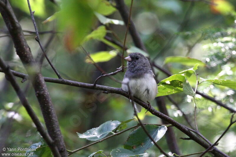 Junco ardoisé mâle