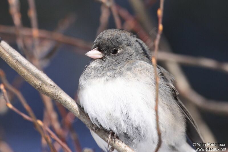 Junco ardoisé