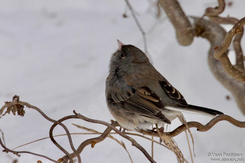 Junco ardoisé