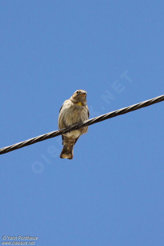 Rock Sparrow