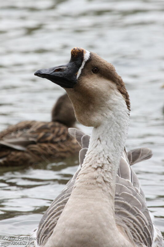 Swan Goose