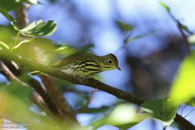 Paruline couronnée