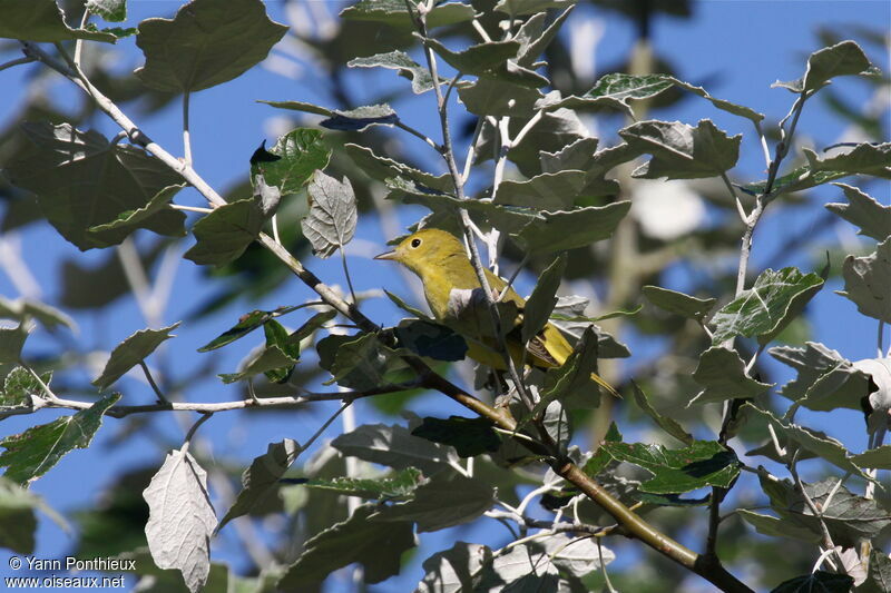 Paruline jaune