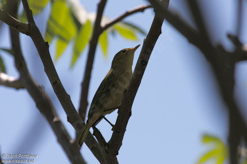 American Yellow Warbler