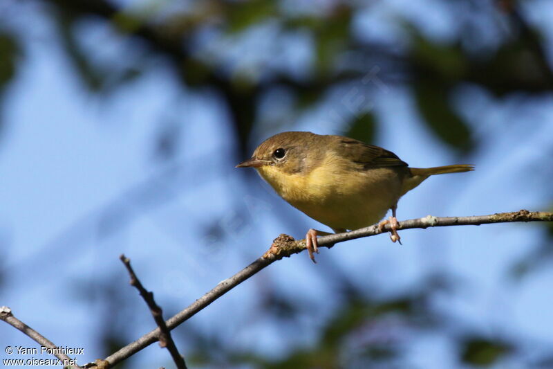 Common Yellowthroat female