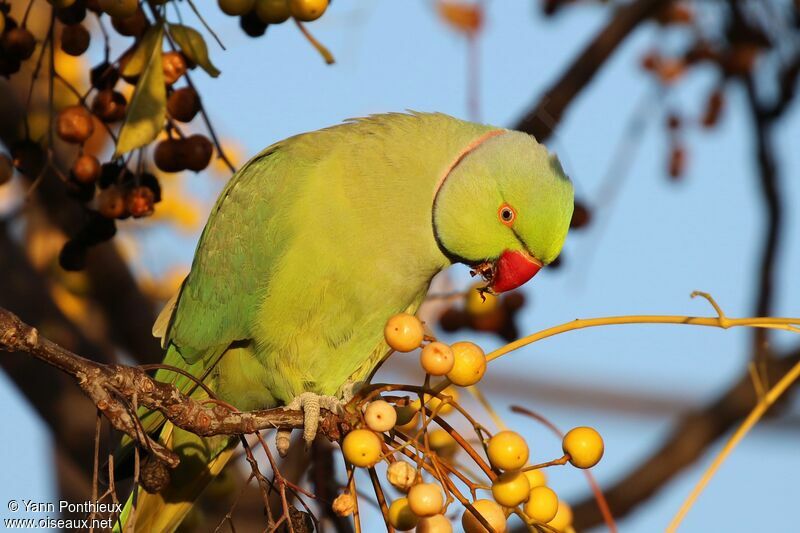 Perruche à collier mâle, régime, mange