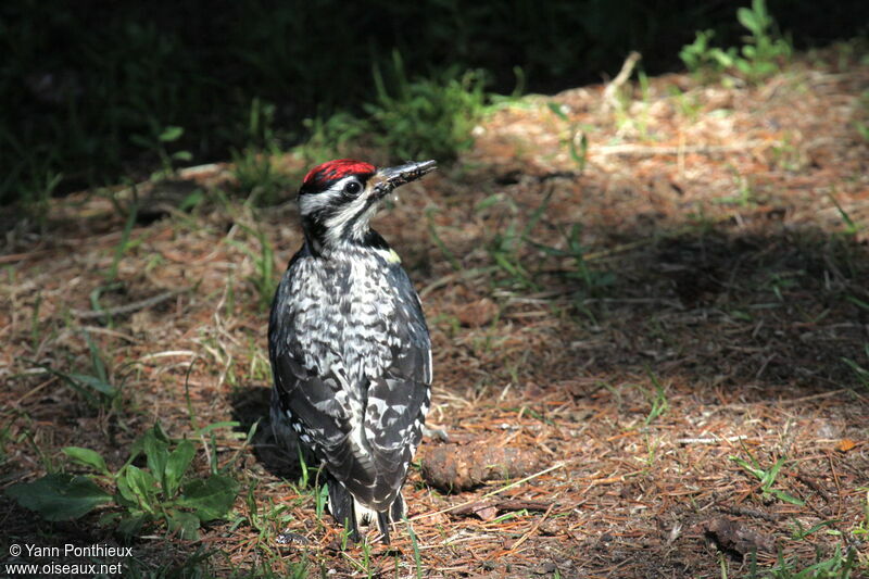 Yellow-bellied Sapsucker female adult breeding