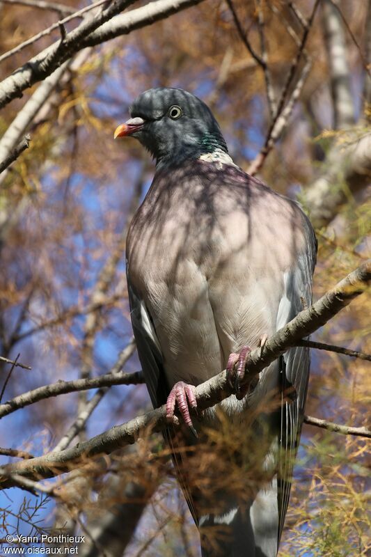 Common Wood Pigeon