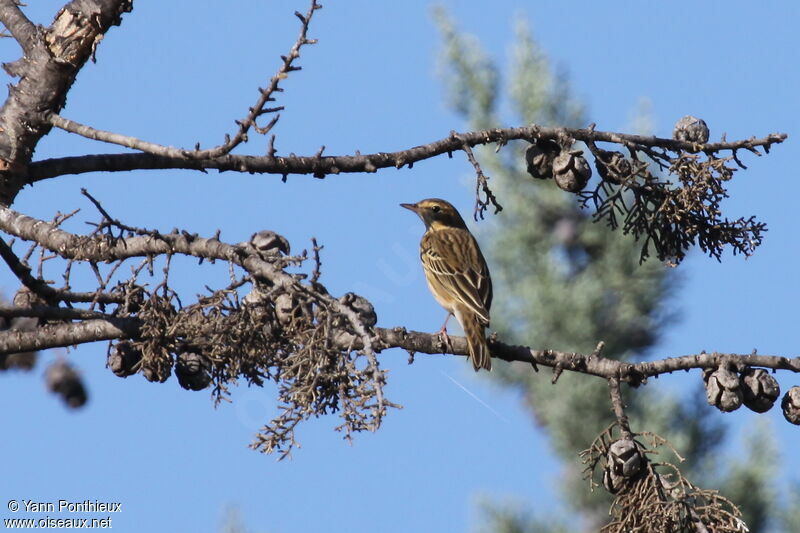 Pipit des arbres