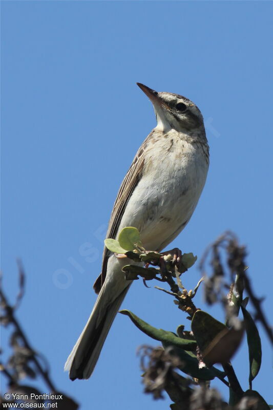 Pipit rousseline