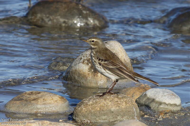 Water Pipitadult post breeding, identification