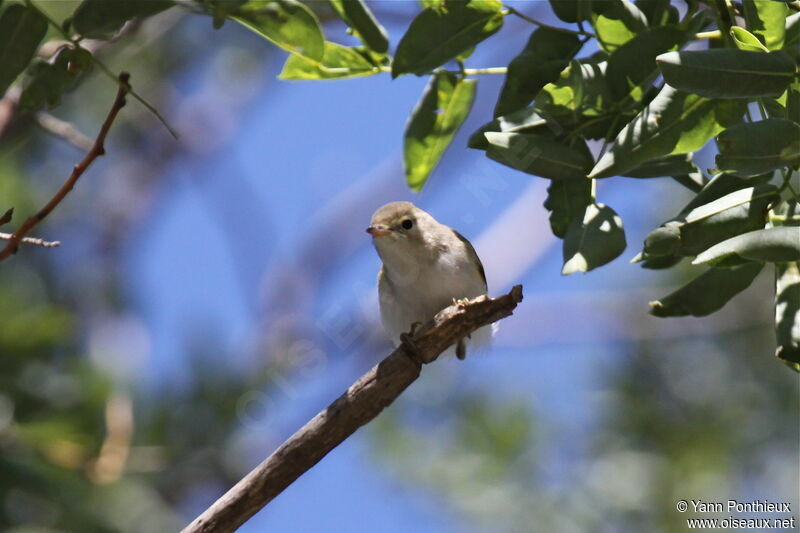 Western Bonelli's Warbler