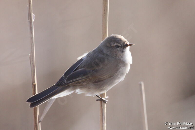 Common Chiffchaff (tristis)