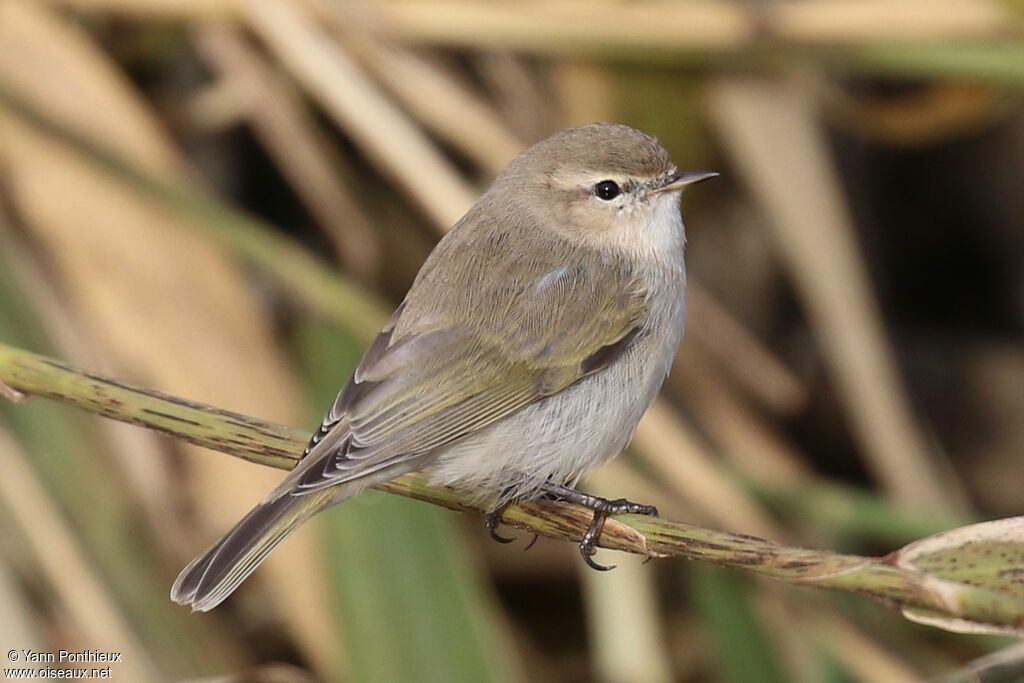 Pouillot de Sibérie