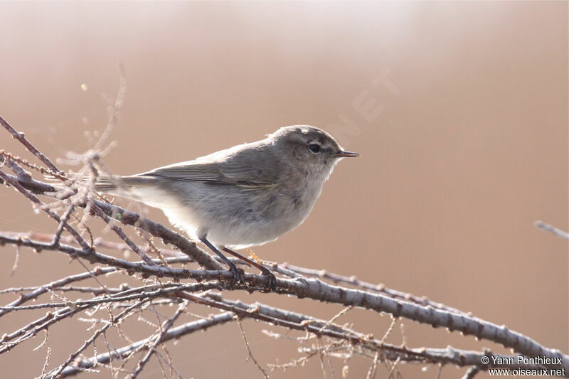 Common Chiffchaff (tristis)