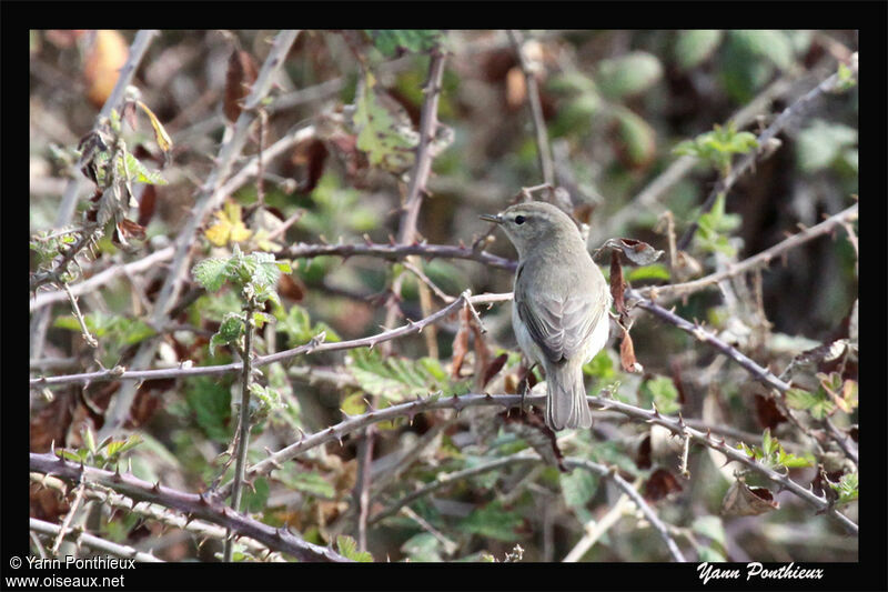 Common Chiffchaff (abietinus)