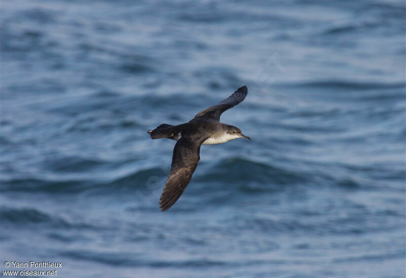 Puffin yelkouan