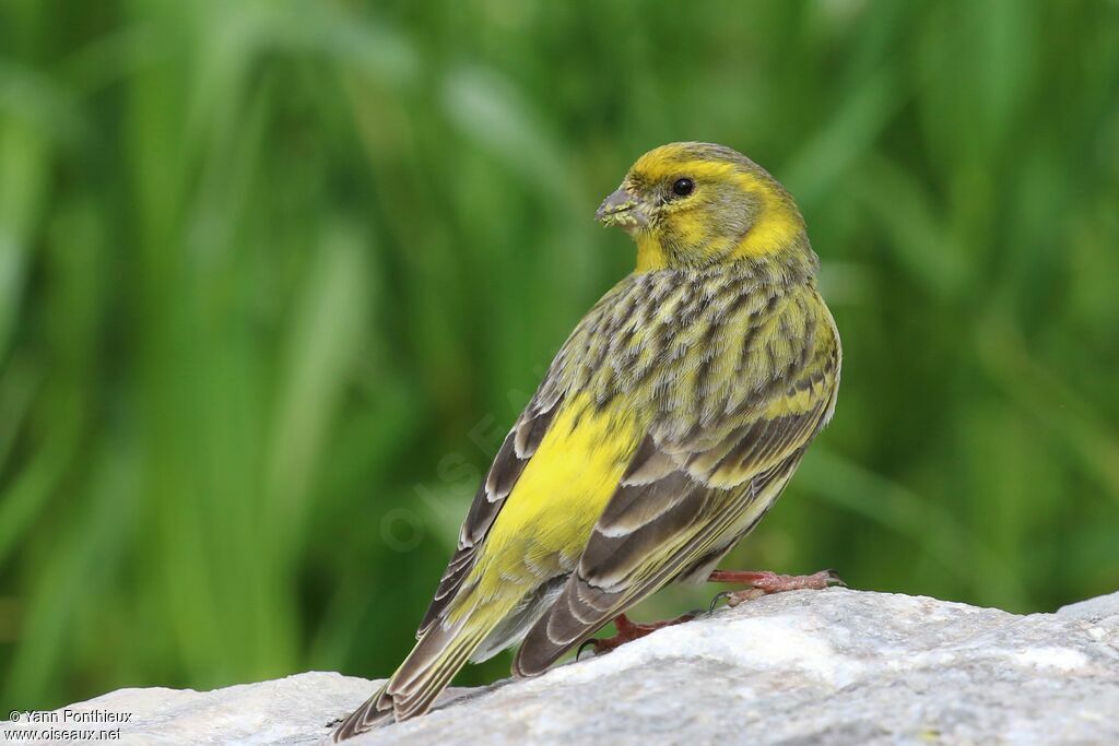 European Serin