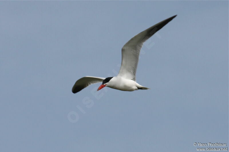 Caspian Tern