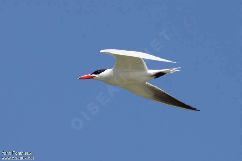 Caspian Ternadult breeding, pigmentation, Flight