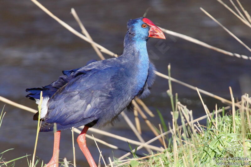 Western Swamphen