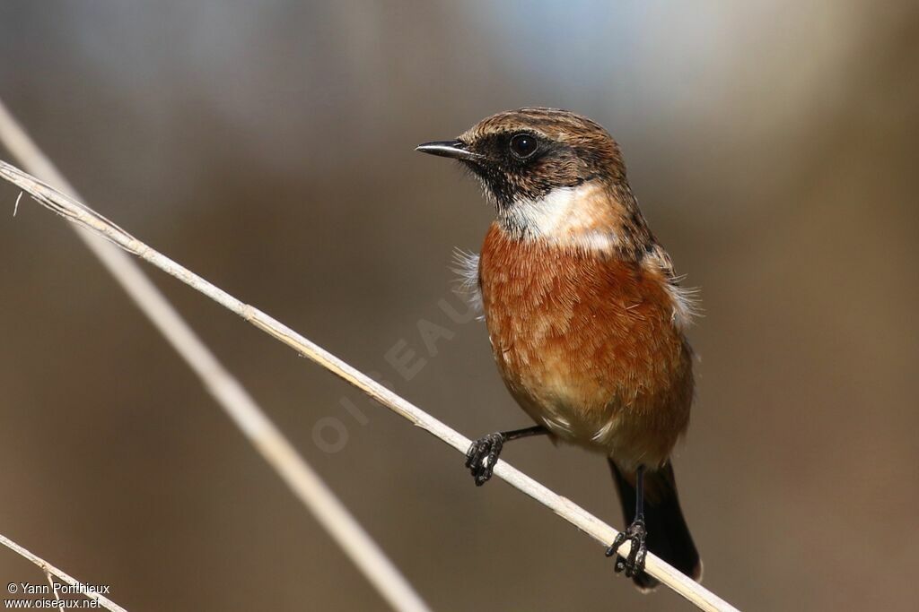 European Stonechat
