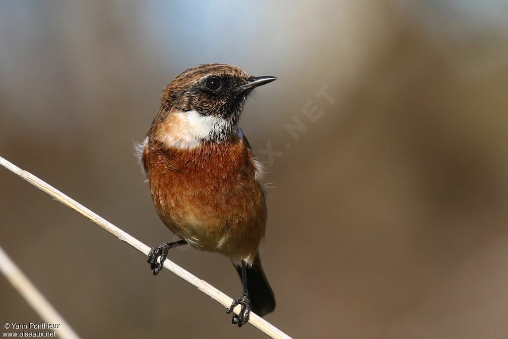 European Stonechat