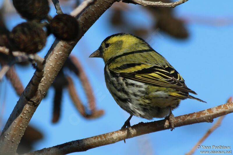 Eurasian Siskin