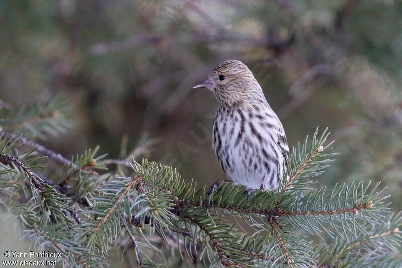 Pine Siskin