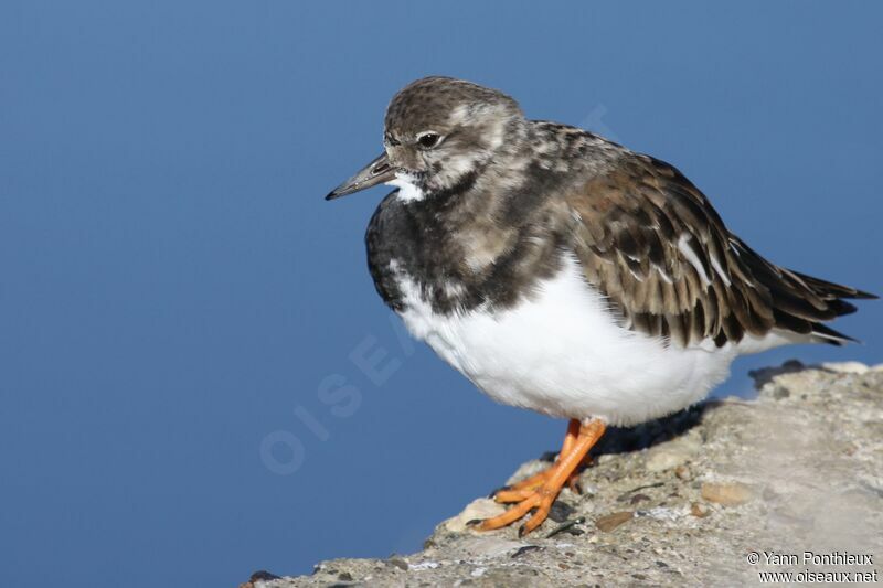 Ruddy Turnstone