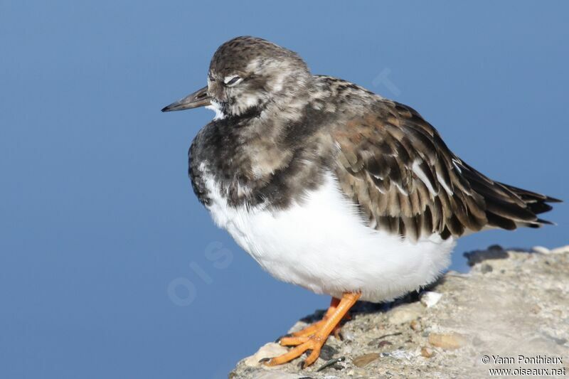 Ruddy Turnstone