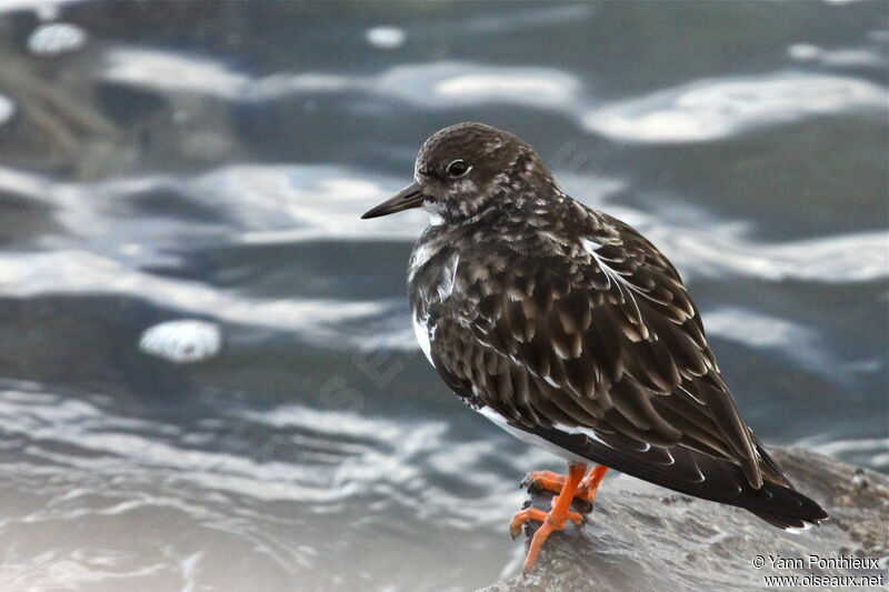 Ruddy Turnstone