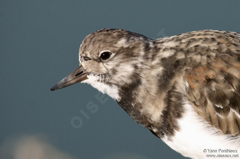 Ruddy Turnstone