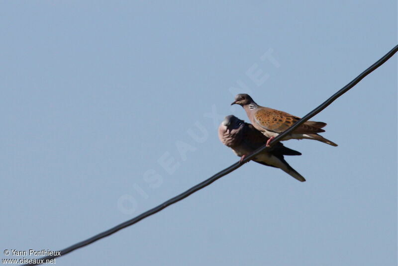 European Turtle Dove adult breeding, Behaviour