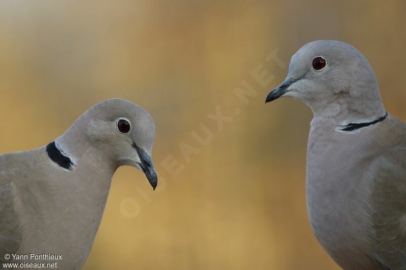 Eurasian Collared Doveadult